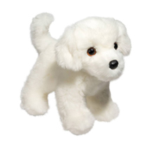 A cute white bichon.